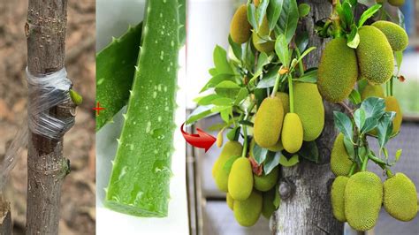 Technique Of Grafting Jackfruit Trees With Aloe Vera To Produce High