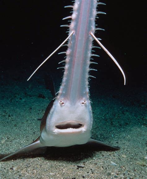 Sawfish or Sawshark?