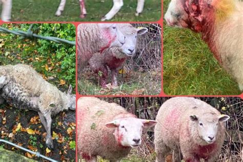 Four Sheep Killed In Dog Attacks In Alderley Edge