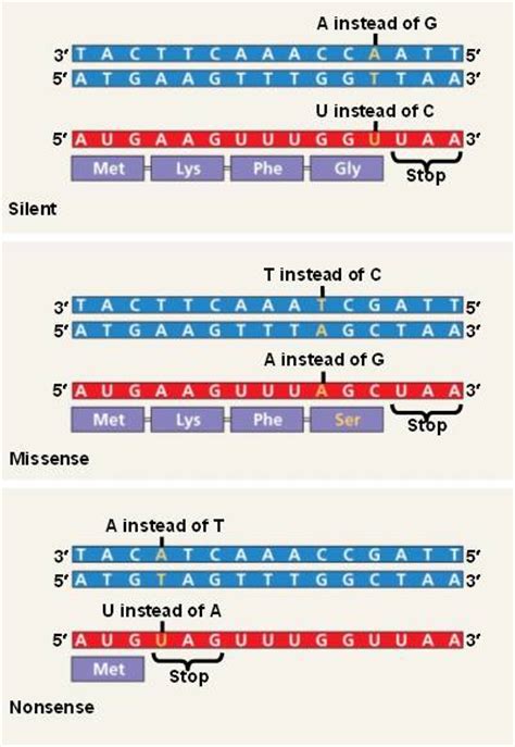 Substitution Mutation