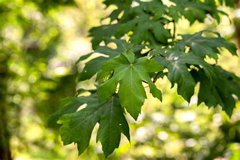 Growing The Big Leaf Maple Or Acer Macrophyllum