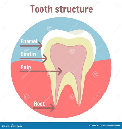 [DIAGRAM] Simple Diagram Of Tooth - MYDIAGRAM.ONLINE