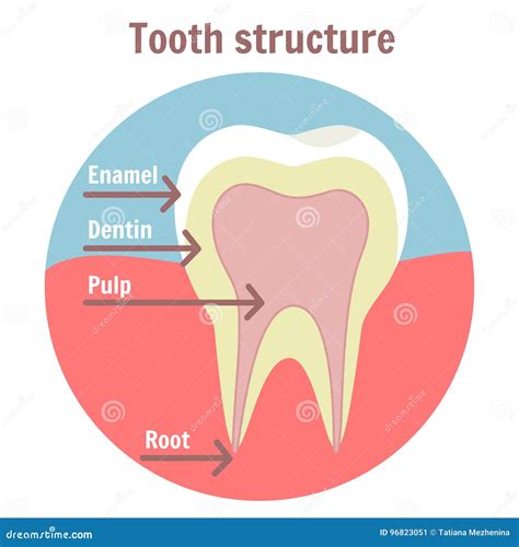 Diagram Simple Diagram Of Tooth Mydiagram Online