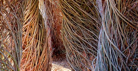 Patrick Dougherty Stickwork Glasstire