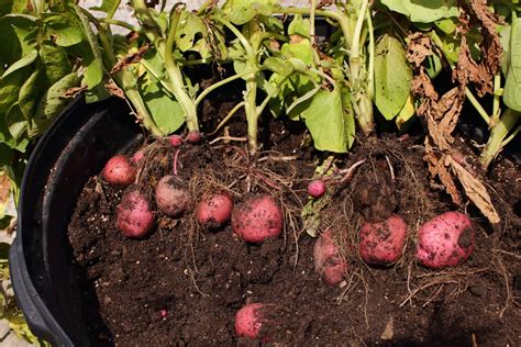 Kartoffeln Im Topf Pflanzen Anleitung Tipps Plantura