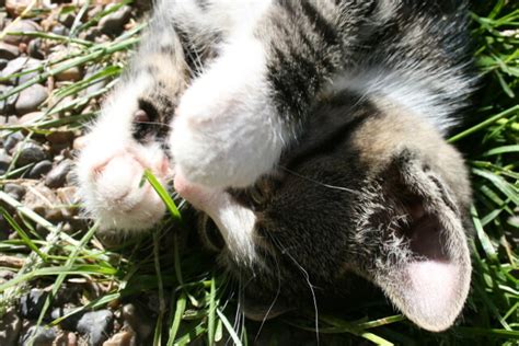 maine coon sleeping - Photo #4117 - motosha | Free Stock Photos