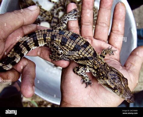 Newly-hatched crocodile (subfamily Crocodylinae) on a crocodile farm. Crocodiles are farmed for ...