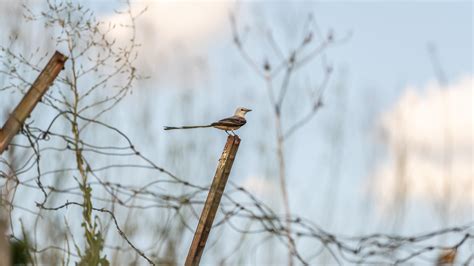 A Perched Scissortail made my birding session worth it! : r/birding