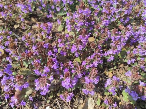 Цветок будра плющевидная фото и описание