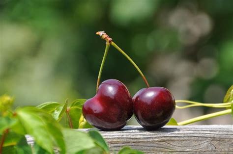 Cerezas Propiedades Y Beneficios Descubre Los Secretos De Esta