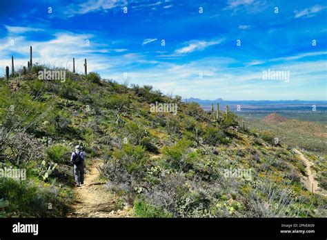 Hiking In The Hills Of The Sonoran Desert At The West Side Of Saguaro