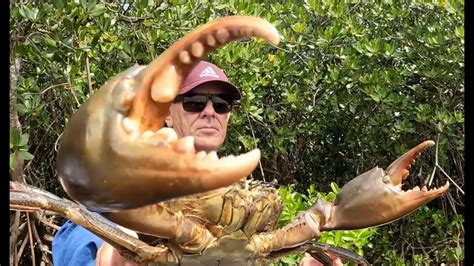 Checking Mud Crab Pots Catch Tie Cook Australia Youtube