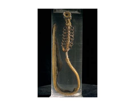 Lamprey Skeleton Quiz