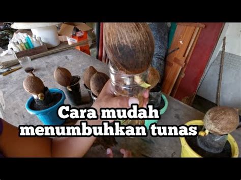 Cara Mudah Menumbuhkan Tunas Dan Akar Bonsai Kelapa Youtube