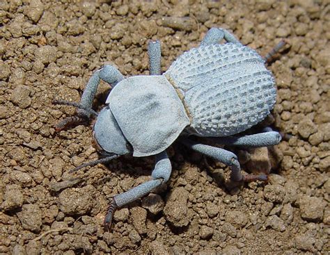 Blue Death Feigning Beetle: Identification, Life Cycle, Facts & Pictures