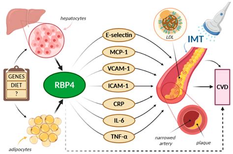 Ijms Free Full Text Is The Retinol Binding Protein A Possible