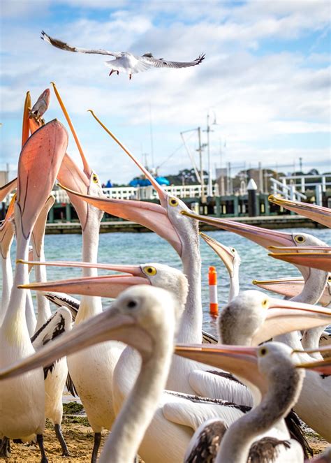 Phillip Island Pelicans 23 Russell Charters Flickr