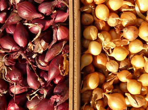 How to Preserve a Plethora of Shallots