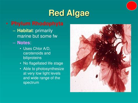 Red Algae Wikipedia