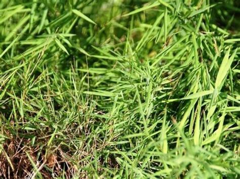 Погонатерум - Pogonatherum, фото цветка, уход в домашних условиях ...