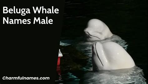 From The Arctic Depths: Cool And Cute Beluga Whale Names