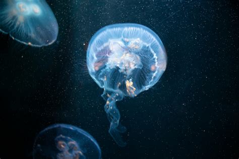 Close-Up Shot of Jellyfish · Free Stock Photo