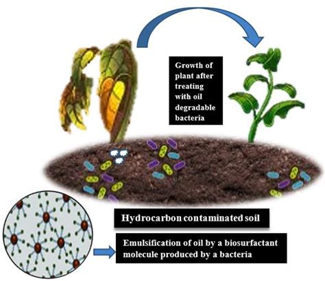 Evaluation Of Biosurfactant Property Within Plant Probiotic Species