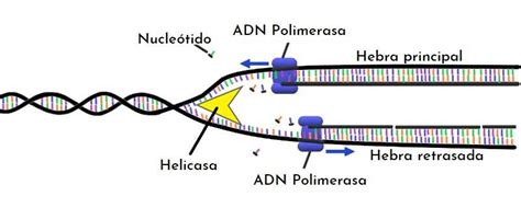 Adn Polimerasa Qué Es Tipos Estructura Funciones Aplicaciones