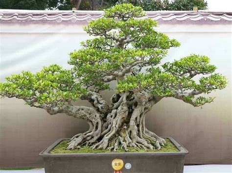 Bonsai Kimeng Tanaman Hias Termahal Di Dunia Dipercaya Bawa Hoki