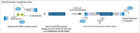 The Technology Behind Topo Cloning Thermo Fisher Scientific Us