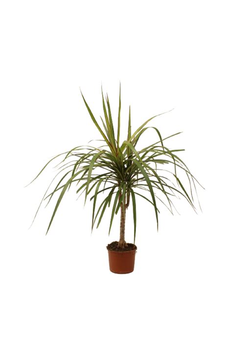 Akdo A Dracaena Marginata Dra Ena Di I Ejderha Tek G Vdeli Cm