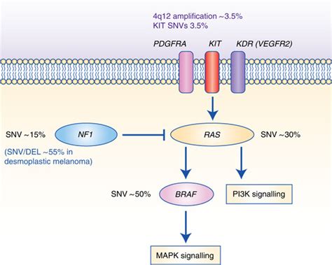 Mapk Pathway Genetic Alterations That Constitute The Genomic Subtypes