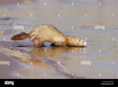 Ferret Standing In Water Stock Photo Alamy