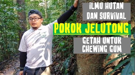 Pokok Jelutong Ilmu Hutan Alam Melayu And Survival 12 Youtube