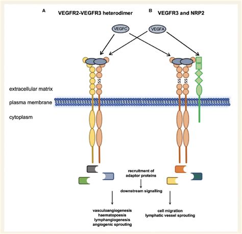 Vegfr Functions With Vegfr And Nrp Heterodimerization Of Vegfr And