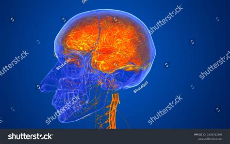 Human Skull Brain Anatomy D Illustration Stock Illustration