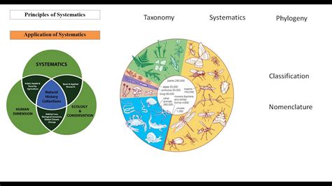 Taxonomy Systematics And Phylogeny Youtube