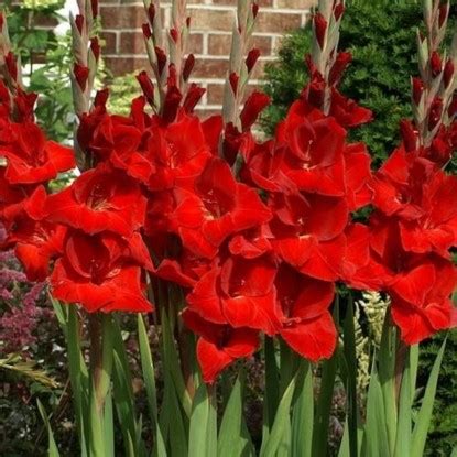 Купить луковицы гладиолусов в Минске c доставкой почтой по Беларуси ...