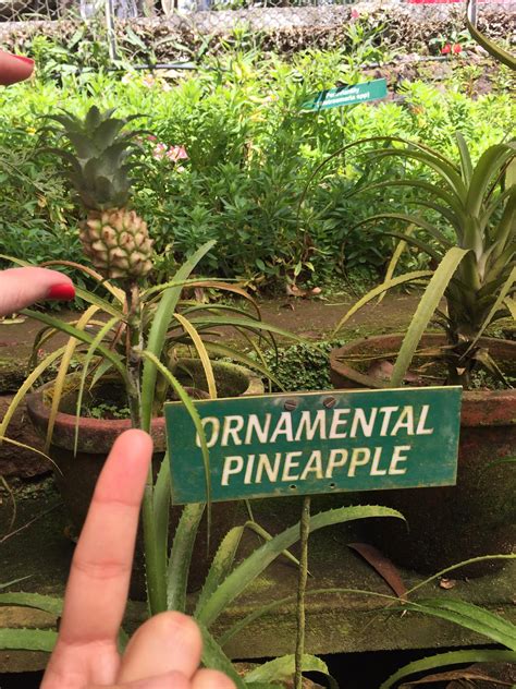 Ornamental pineapple : r/plants