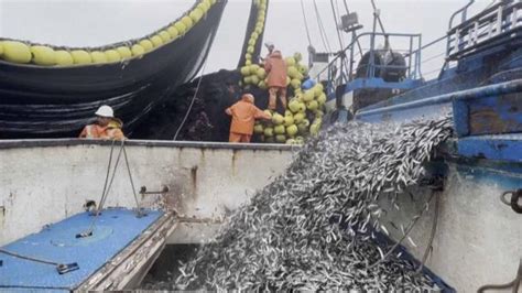 El Niño Y Su Impacto En La Pesca De La Anchoveta En Perú Diario Libre