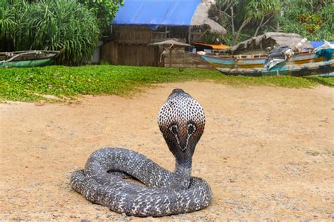 Digigit King Cobra Ketua Yayasan Sioux Ular Indonesia Meninggal Dunia