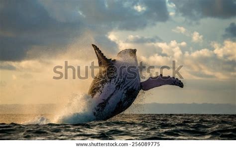 Humpback Whale Jump Sunset Against Beautiful Stock Photo (Edit Now ...