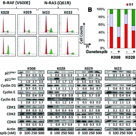 Ganetespib Induced Cell Cycle Arrest In Melanoma Cells A Cells Were