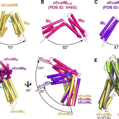 Crystal Structures Of The E Catenin M Ii Iii Fragment A Crystal