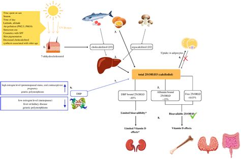 Nutrients Free Full Text Assessment Of Vitamin D Status In