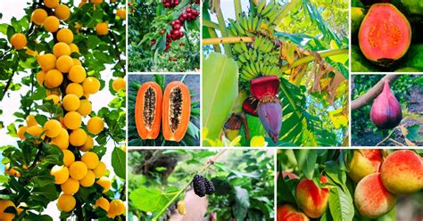 7 Fast Growing Avocado Trees That Bear Fruit Quickly 1st Year