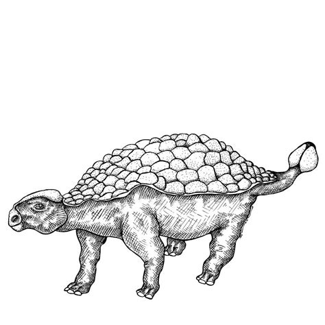 Ankylosaurus - Dinosaur Drawing by Karl Addison - Pixels