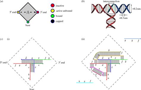 Figure 1 From Hybridization Reactions Meta Dna Synthetic Biology Via Dna Nanostructures And