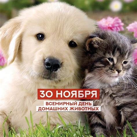 a cat and dog are laying next to each other on the grass with flowers ...
