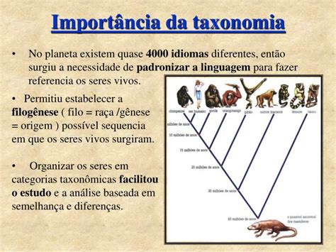 Ppt Classifica O Dos Seres Vivos S Rgio Moraes Powerpoint